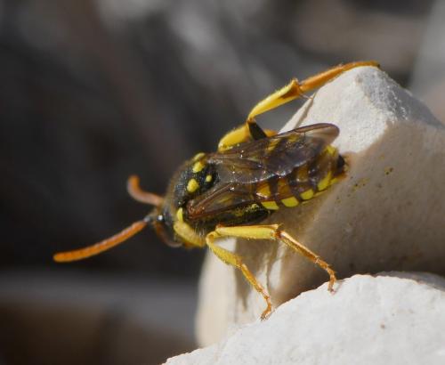 Nomada succincta